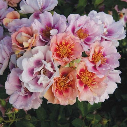 Easy on the Eyes - Weeks Rose - Image 4