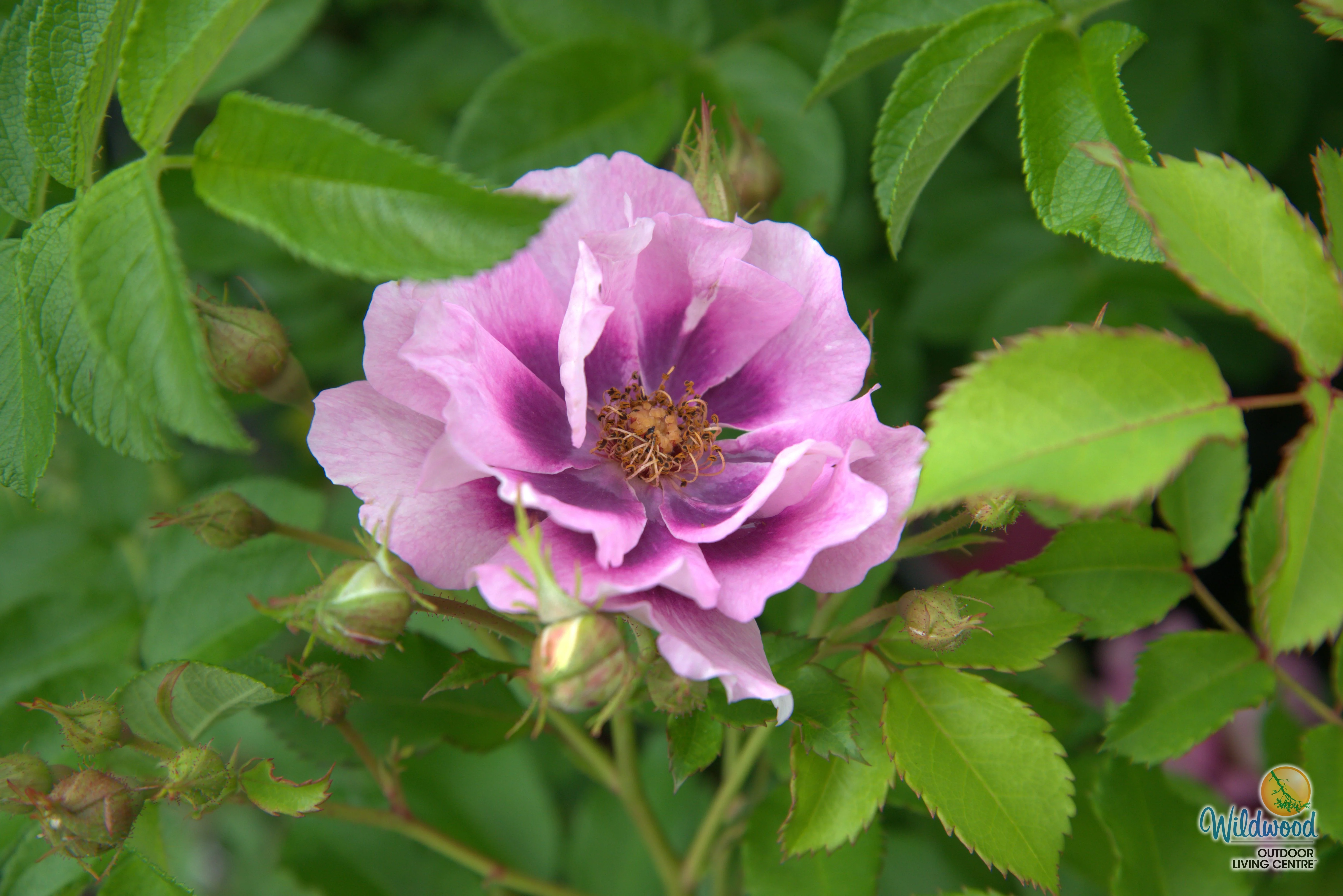 Easy on the Eyes - Weeks Rose - Image 5