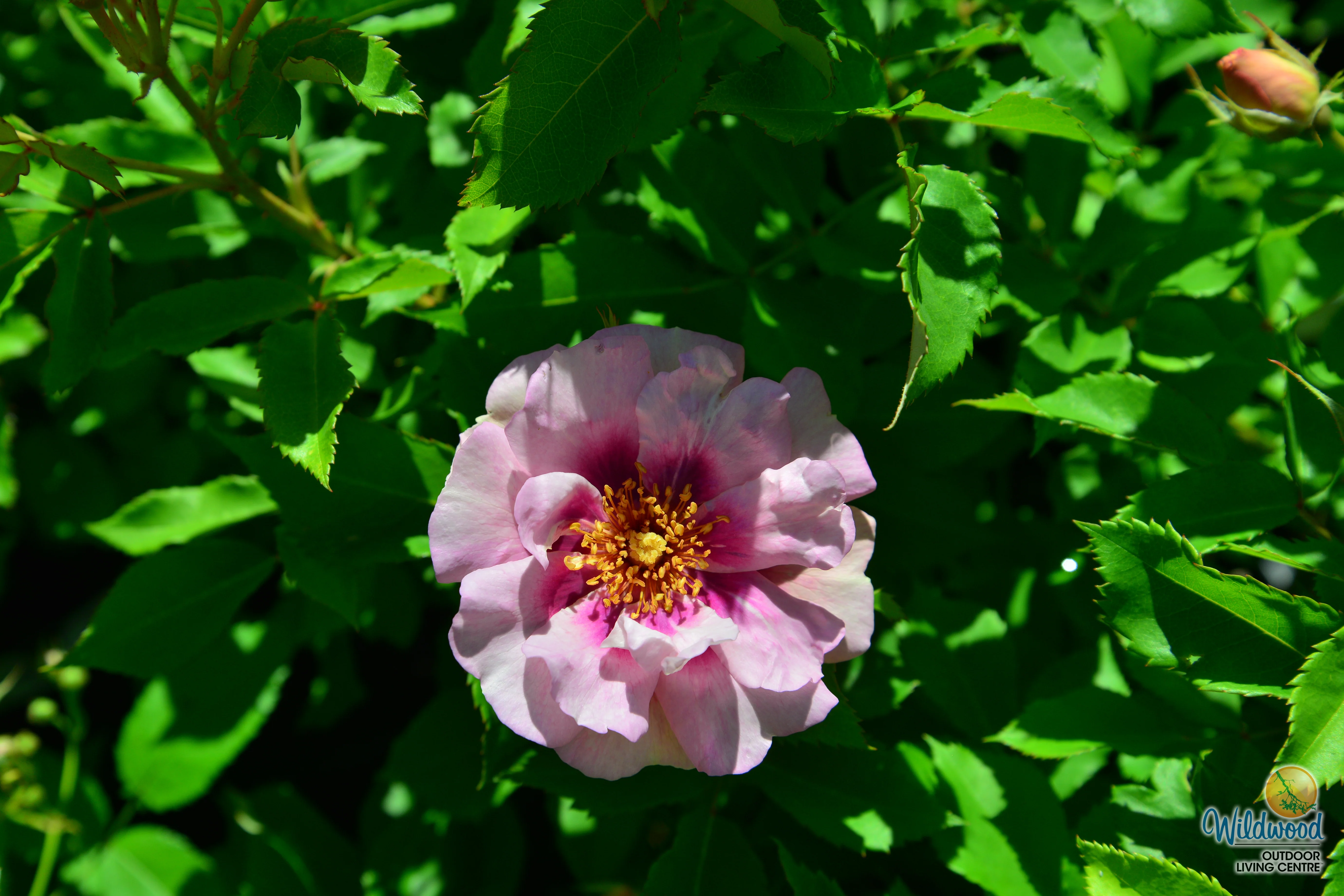Easy on the Eyes - Weeks Rose - Image 6