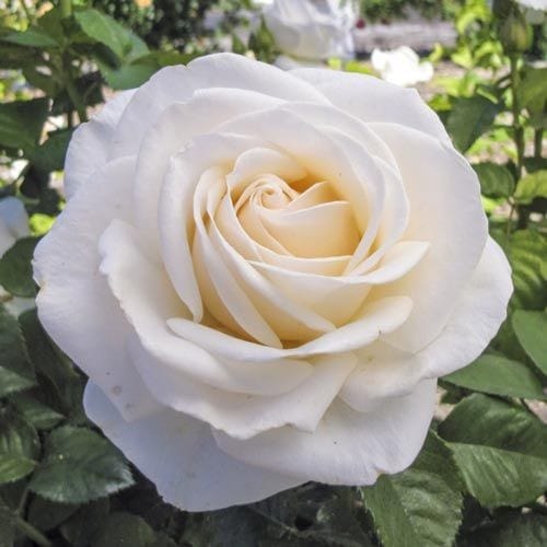 Easy Spirit - Weeks Rose - Image 2