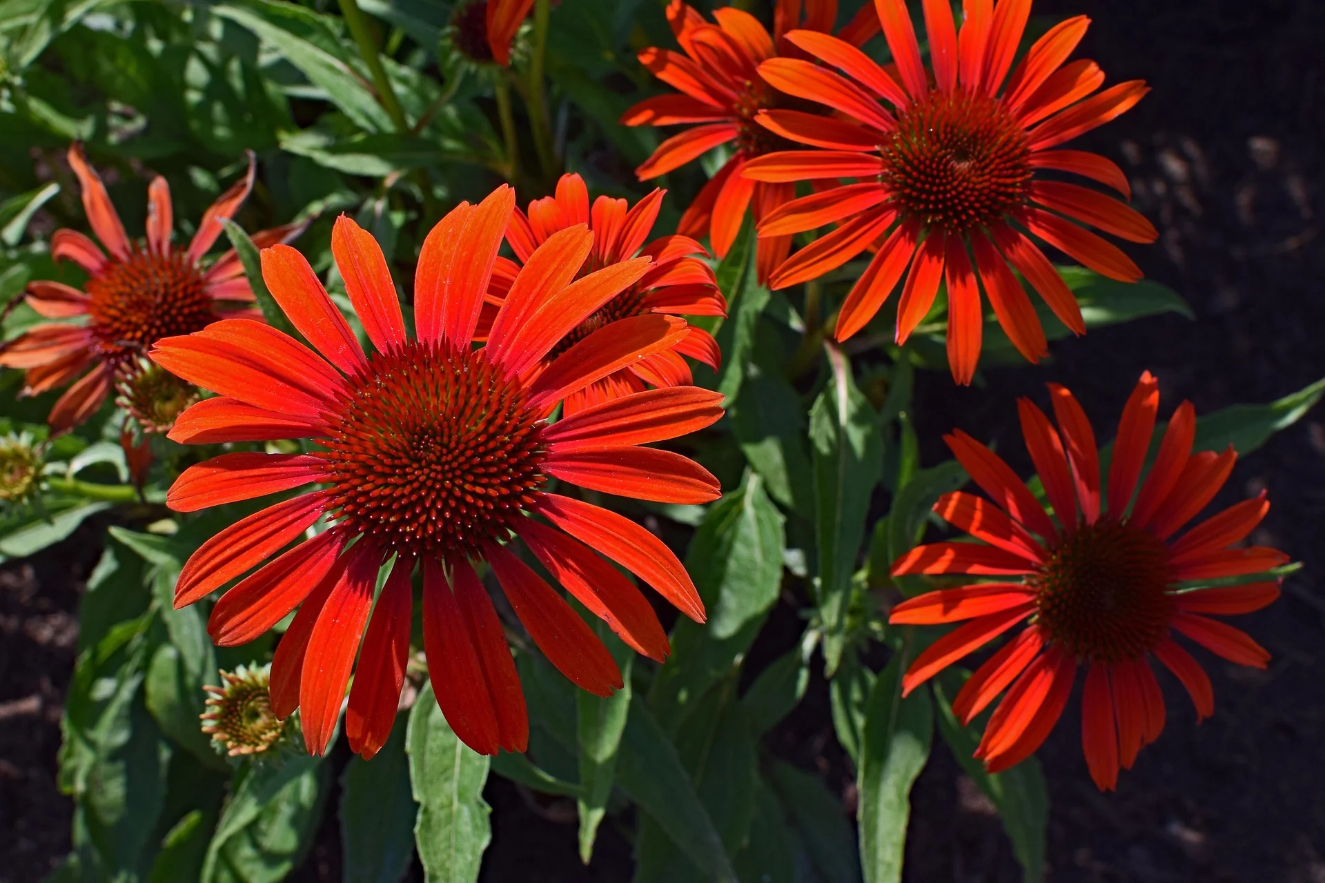 Echinacea - Artisan Red Ombre, 1 Pack - Image 2