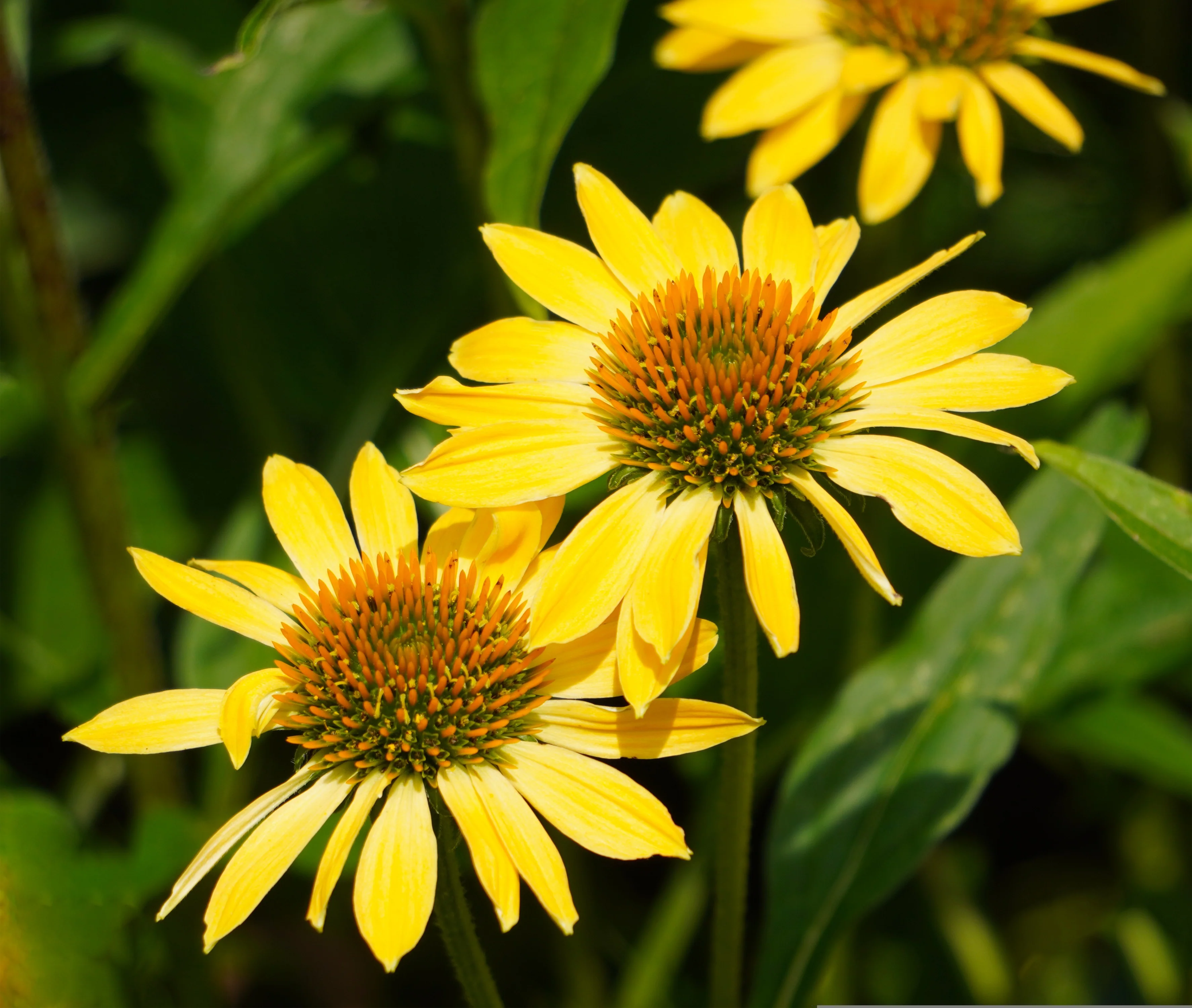 Echinacea - Yellow Ombre, 1 Pack - Image 2