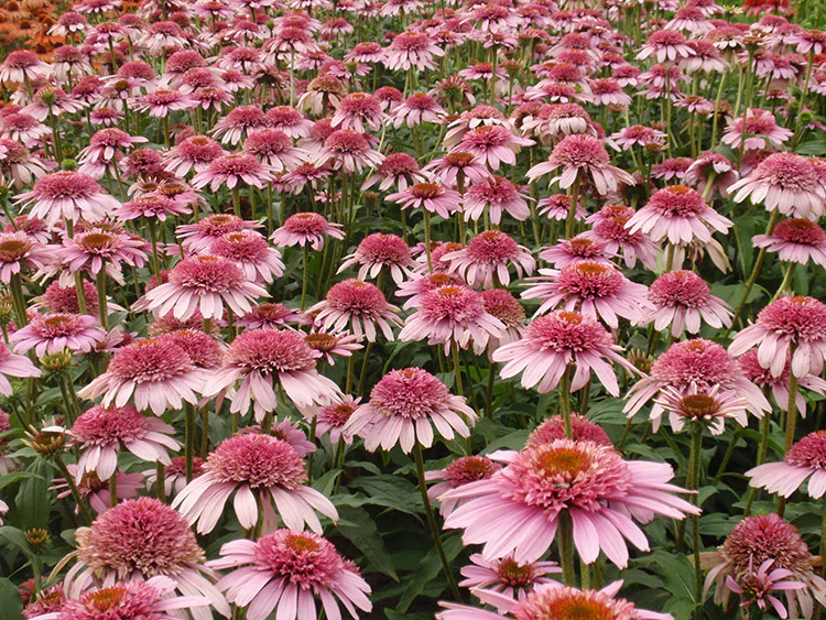 Echinacea - Butterfly Kisses, 1 Pack - Image 2