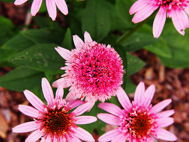 Echinacea - Butterfly Kisses, 1 Pack - Image 3