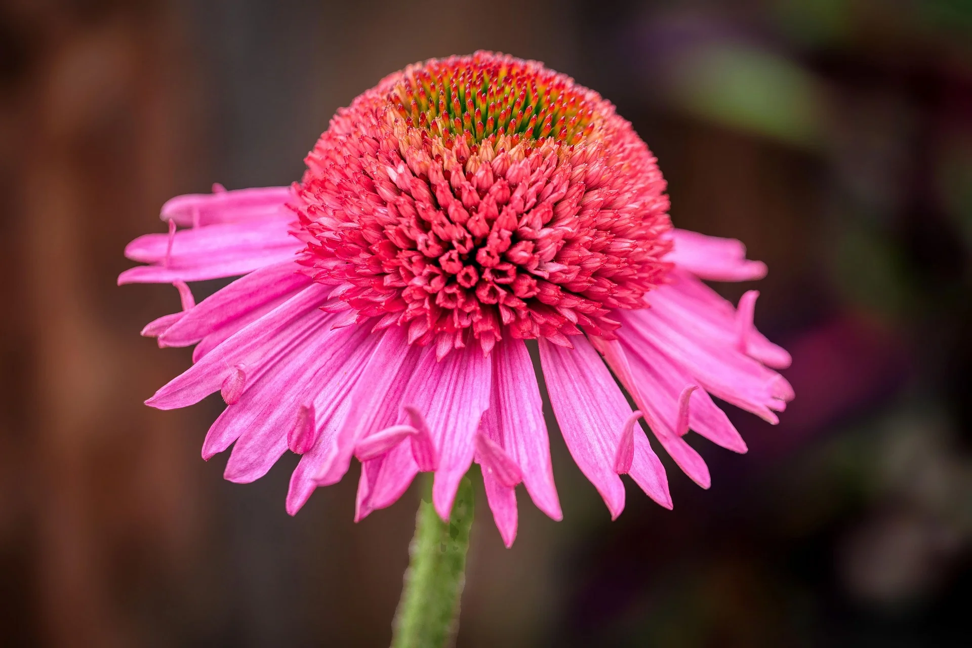 Echinacea - Butterfly Kisses, 1 Pack - Image 4