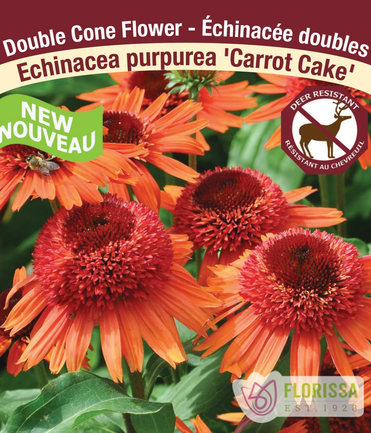Echinacea - Carrot Cake, 1 Pack