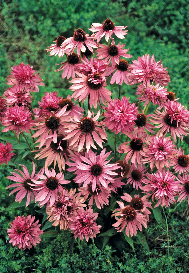 Echinacea - Doubledecker, 1 Pack - Image 2