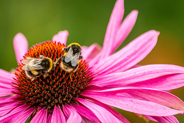 Echinacea - Fatal Attraction, 1 Pack - Image 2