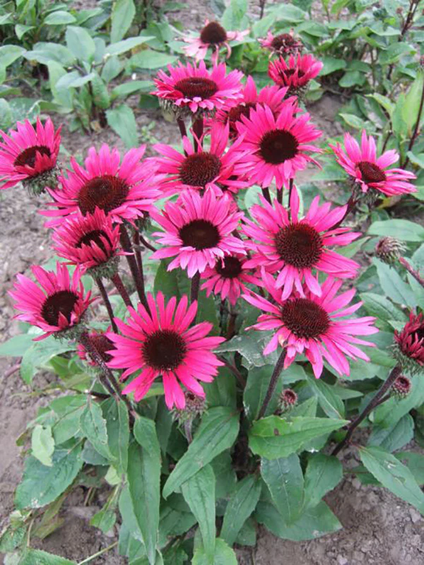 Echinacea - Fatal Attraction, 1 Pack - Image 3