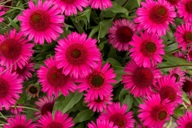 Echinacea - Fatal Attraction, 1 Pack - Image 4