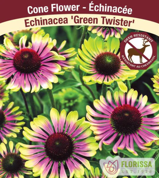 Echinacea - Green Twister, 1 Pack