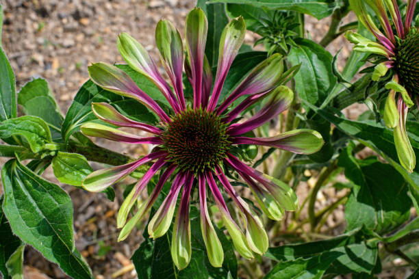 Echinacea - Green Twister, 1 Pack - Image 4