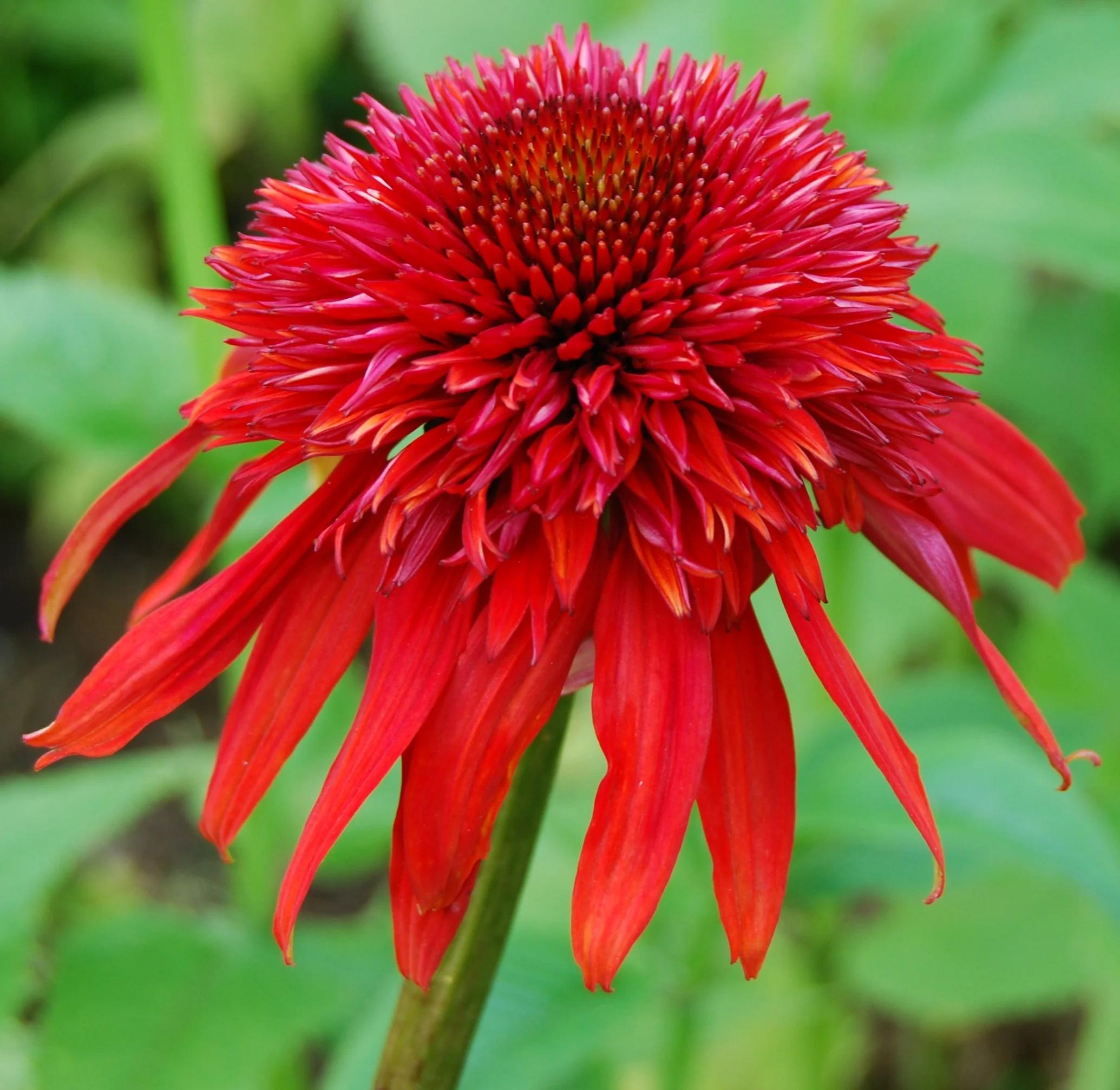 Echinacea - Hot Papaya, 1 Pack - Image 2