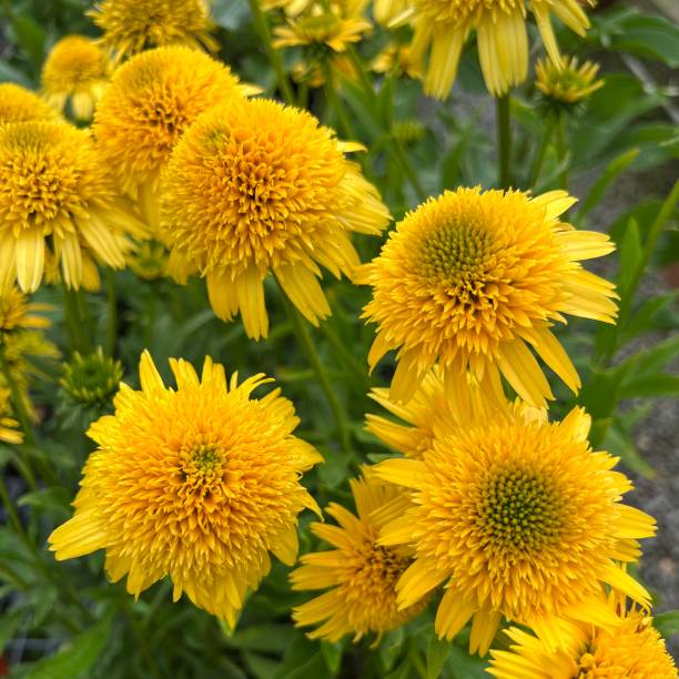 Echinacea - Lemon Drop, 1 Pack - Image 2