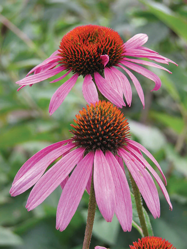 Echinacea - Magnus, 1 Pack - Image 2