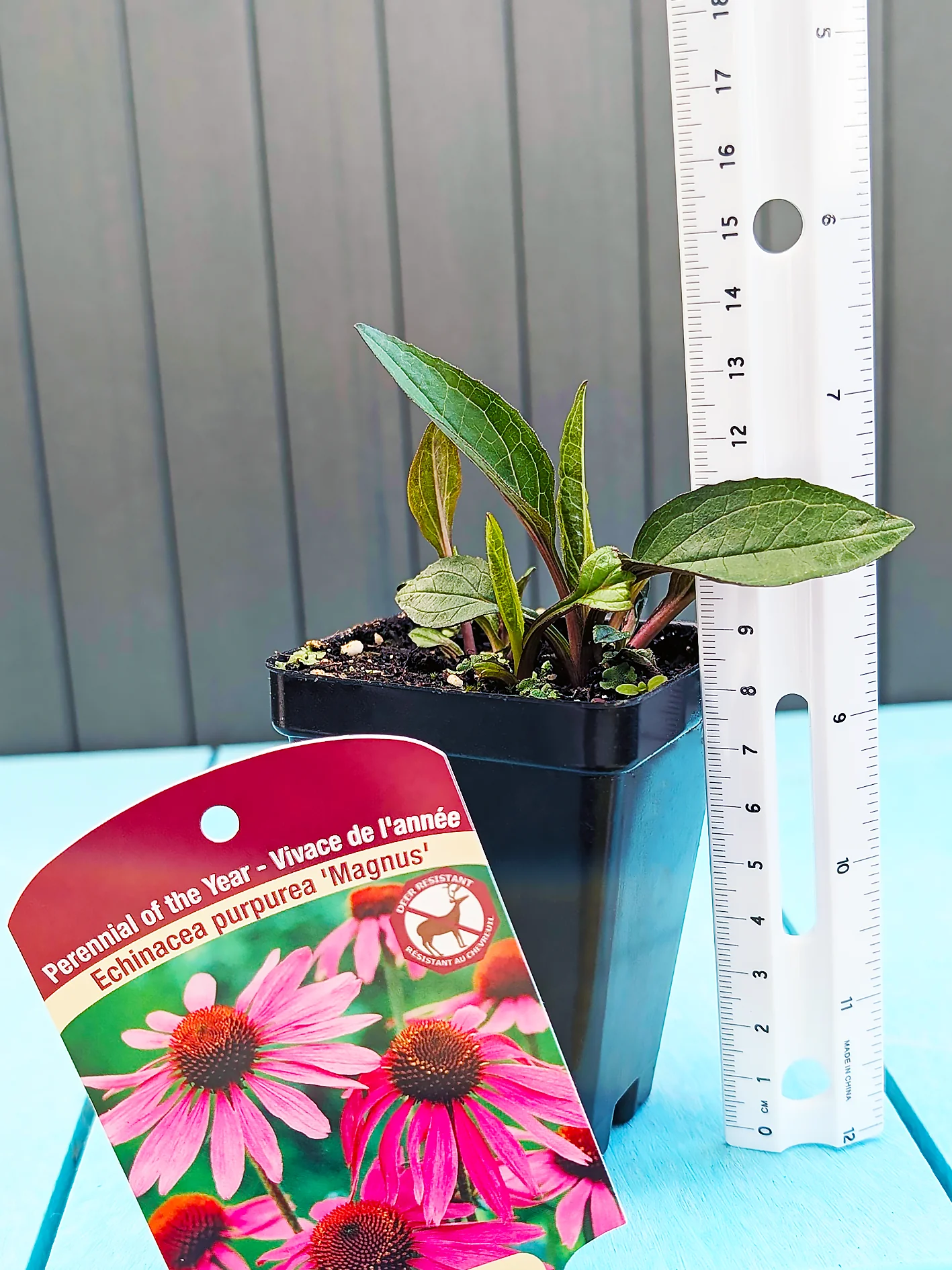 Echinacea - Magnus, 1 Pack - Image 3