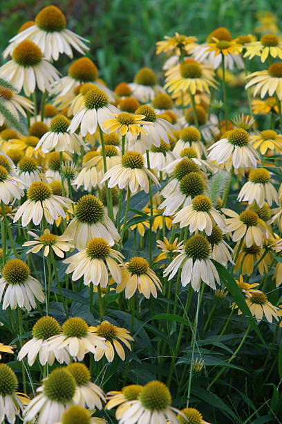 Echinacea - Mellow Yellow, 1 Pack - Image 2