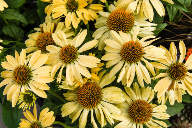 Echinacea - Mellow Yellow, 1 Pack - Image 3