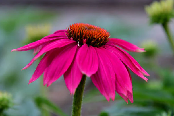 Echinacea - PowWow Wild Berry, 1 Pack - Image 2