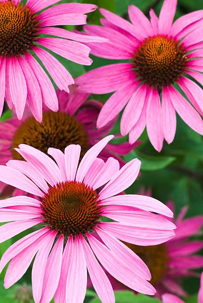 Echinacea - Prairie Splendor Compact Rose, 1 Pack - Image 2