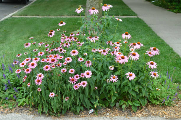 Echinacea - Prairie Splendor Compact Rose, 1 Pack - Image 3