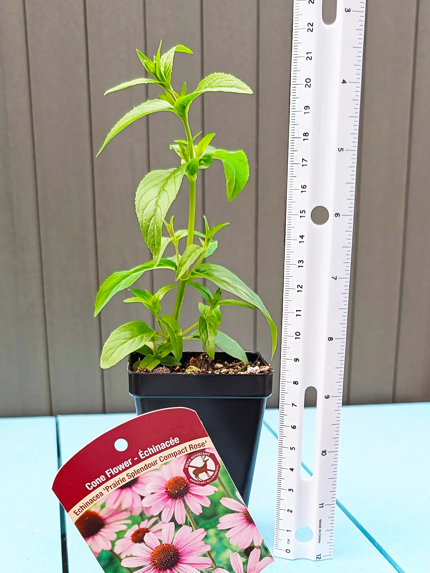 Echinacea - Prairie Splendor Compact Rose, 1 Pack - Image 4