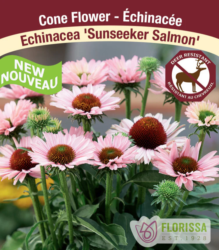 Echinacea - Sunseeker Salmon, 1 Pack