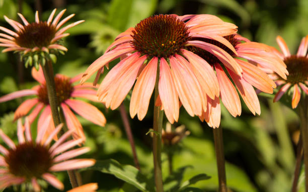 Echinacea - Sunseeker Salmon, 1 Pack - Image 2