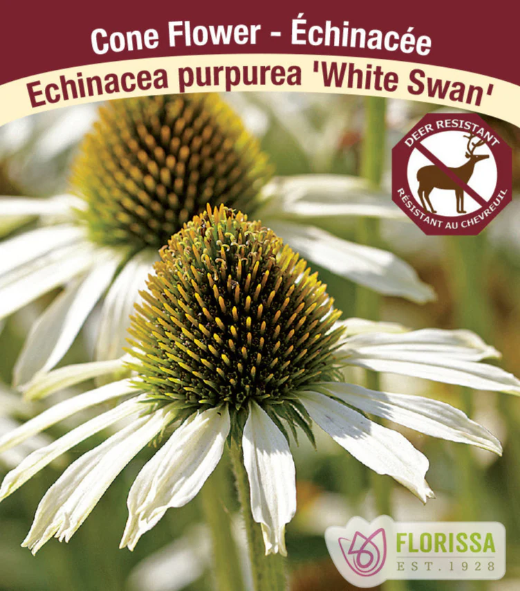 Echinacea - White Swan, 1 Pack