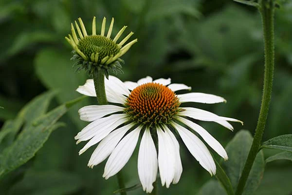 Echinacea - White Swan, 1 Pack - Image 2