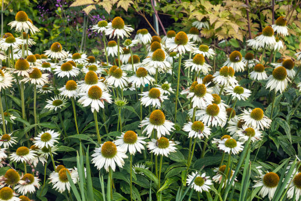 Echinacea - White Swan, 1 Pack - Image 3