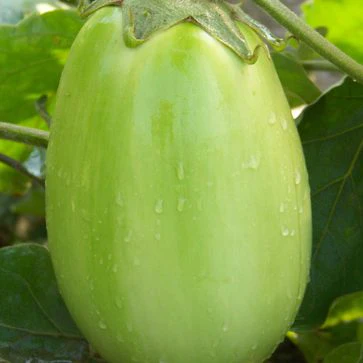 Eggplant Green Punjab International - Aimers Seeds - Image 2