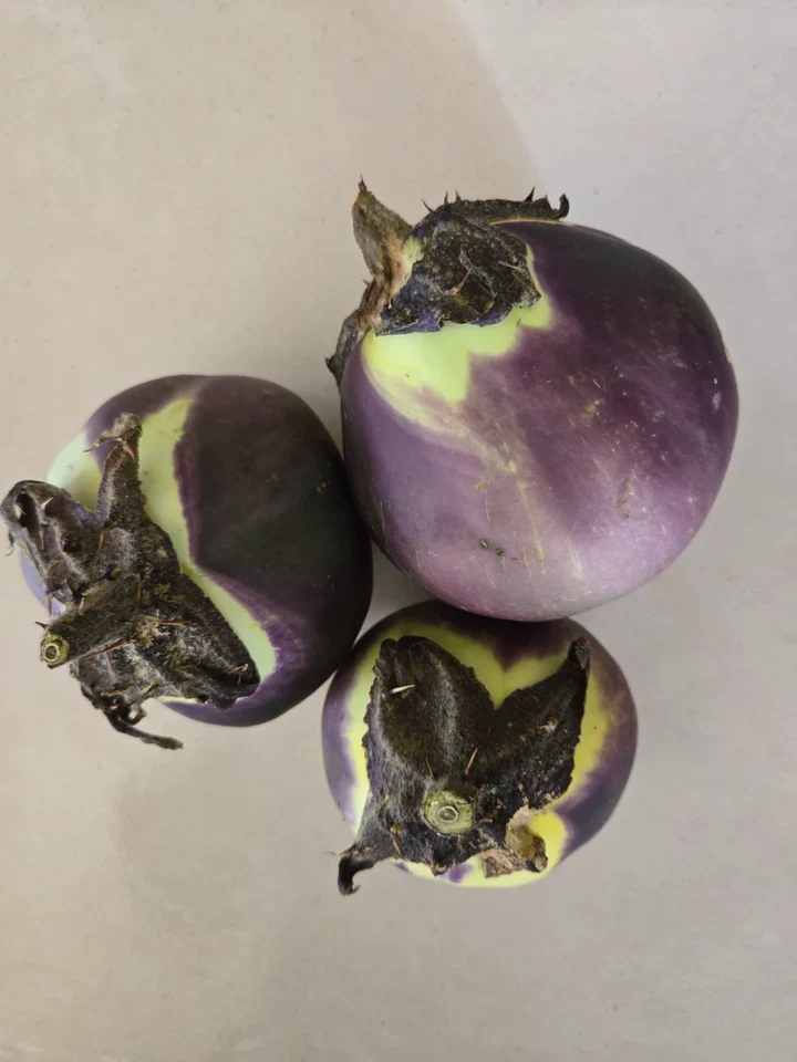 Eggplant Kamo - Eagleridge Seeds