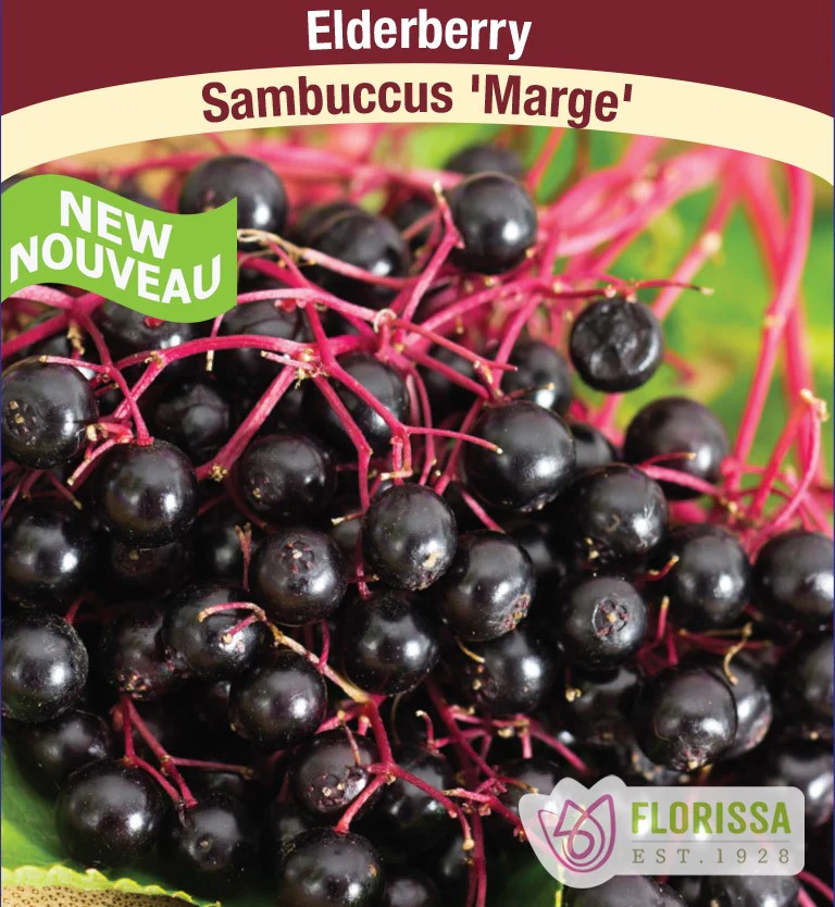 Elderberry - Marge