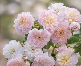 Elizabeth - David Austin Rose - Image 2