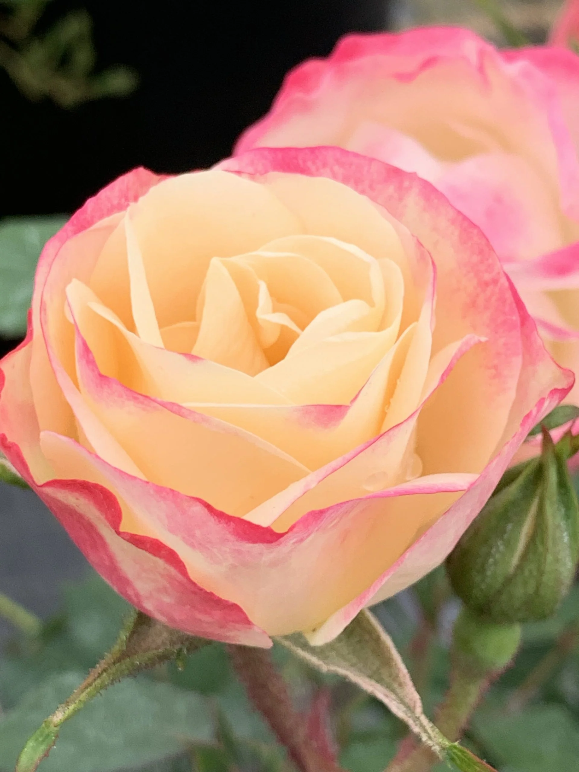 Enchanted Meadow - Star Roses and Plants