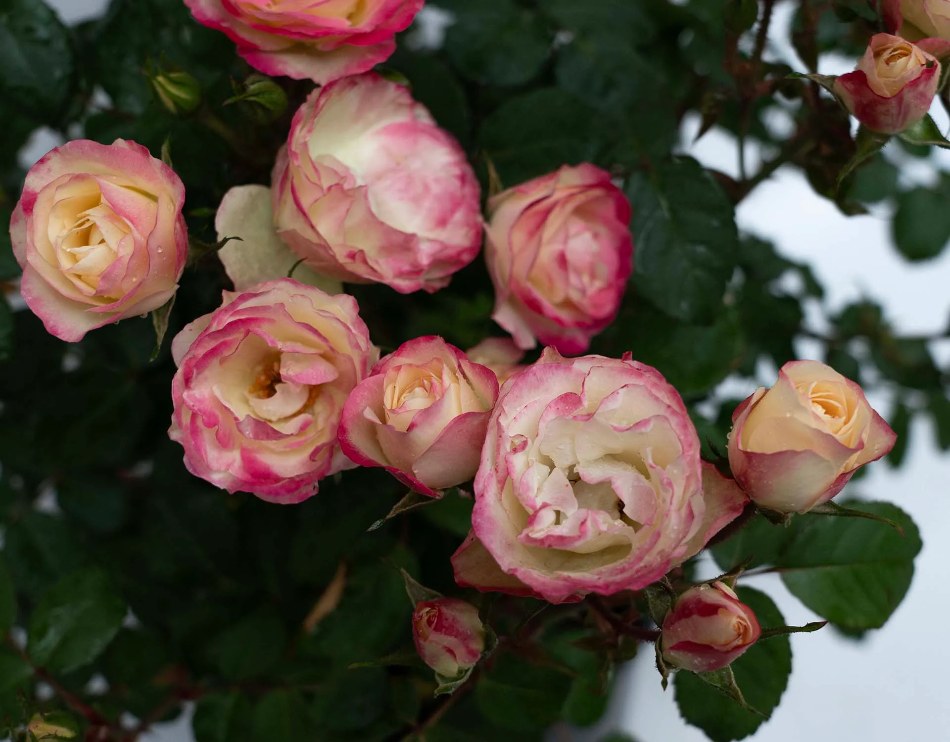 Enchanted Meadow - Star Roses and Plants - Image 2