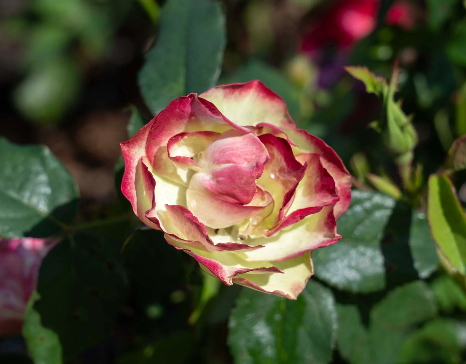 Enchanted Meadow - Star Roses and Plants - Image 3