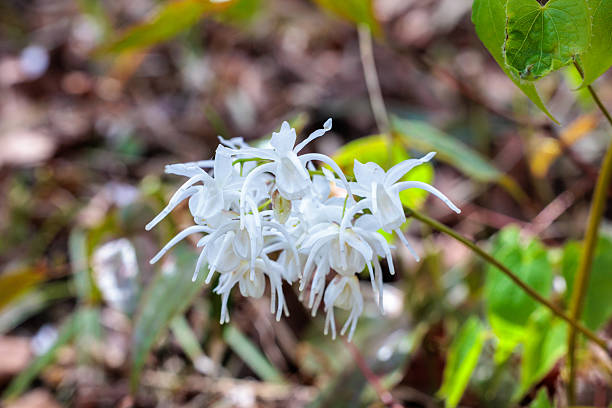 Epimedium - Bandit, 1 Pack - Image 2