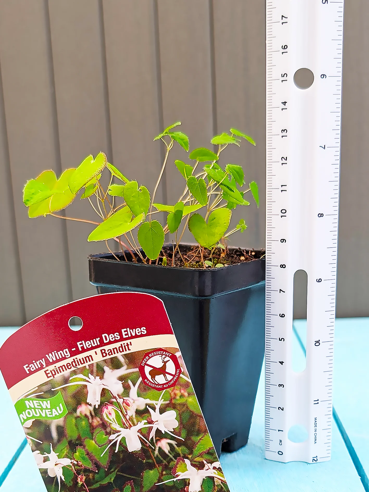 Epimedium - Bandit, 1 Pack - Image 3