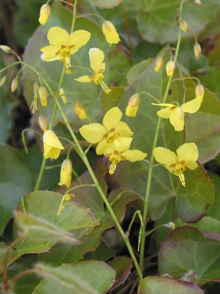 Epimedium - Frohnleiten, 1 Pack - Image 2