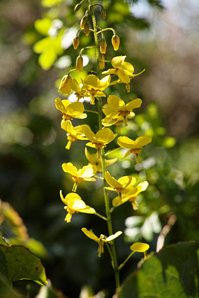 Epimedium - Frohnleiten, 1 Pack - Image 3