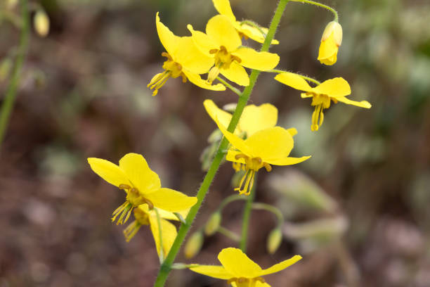 Epimedium - Frohnleiten, 1 Pack - Image 4