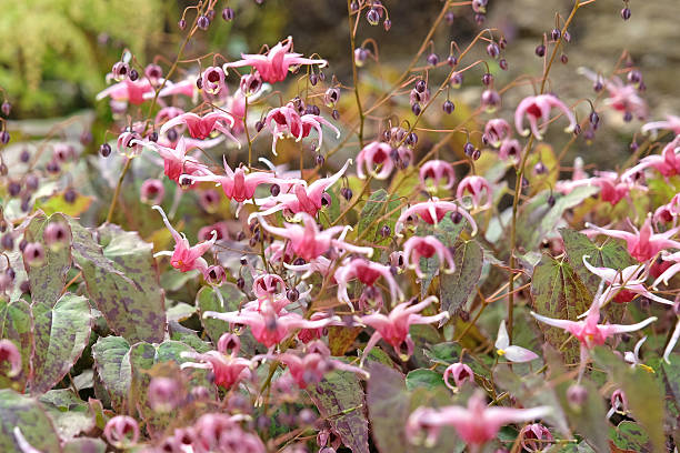 Epimedium - Pretty in Pink, 1 Pack - Image 2