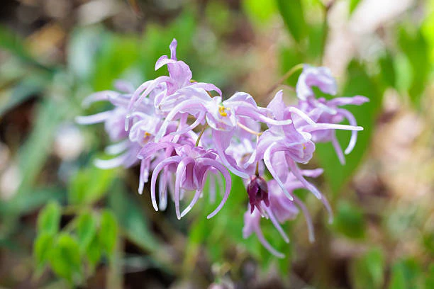 Epimedium - Pretty in Pink, 1 Pack - Image 3