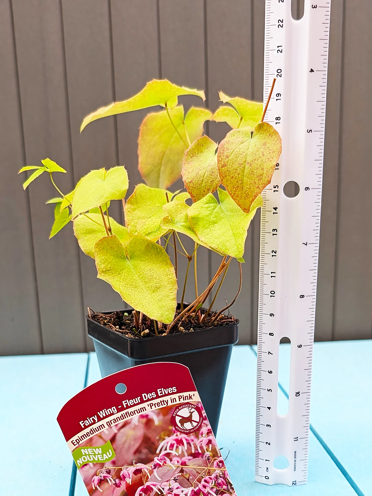 Epimedium - Pretty in Pink, 1 Pack - Image 4