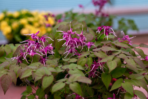 Epimedium - Lilafee, 1 Pack - Image 2