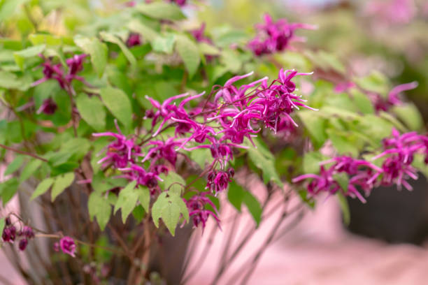 Epimedium - Lilafee, 1 Pack - Image 3