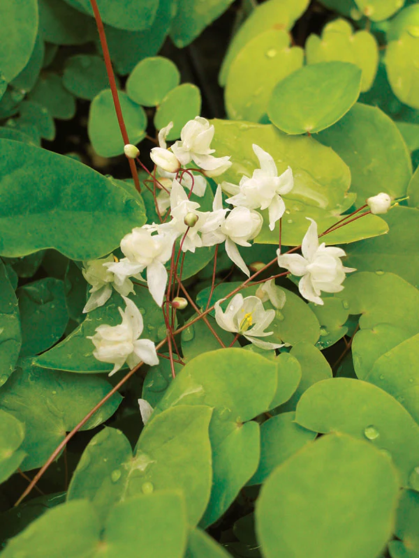 Epimedium - Niveum, 1 Pack - Image 2