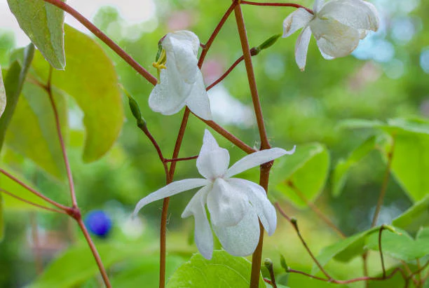 Epimedium - Niveum, 1 Pack - Image 3